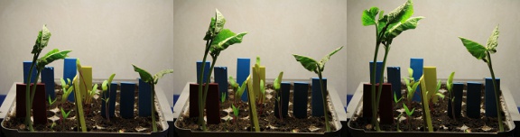 runner beans growing, 6h between each image